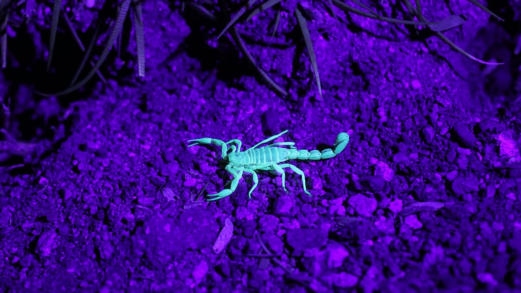 Close-up of a scorpion glowing neon green under UV light, set against a rich purple background. The scorpion represents a toxic relationship - very pretty, but painful.