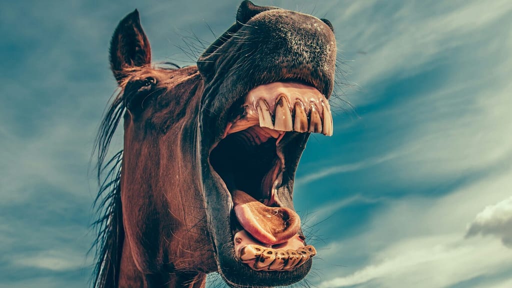 A horse with its mouth open - looks like it's yelling. Very weird.