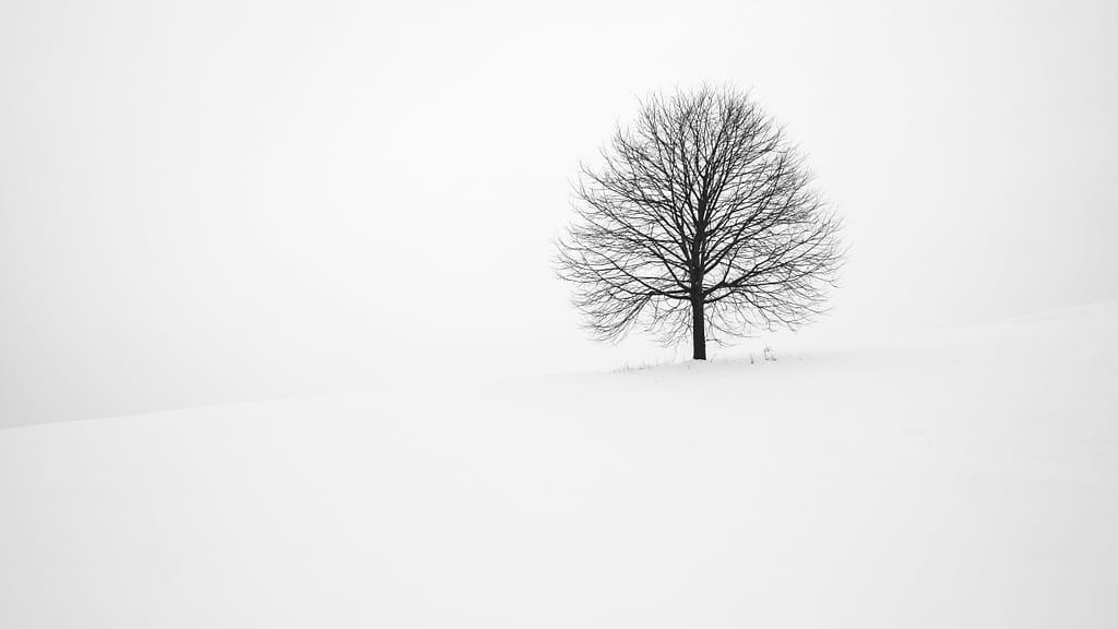 A bare tree stands alone on a snow-covered hill. Winter is a time for rest and reset.