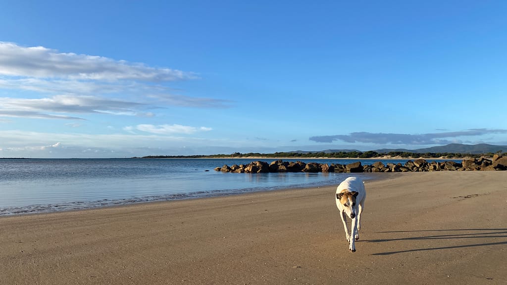 A white and tan greyhound-cross mooches along the sand at the beach towards the camera. The water is flat and there are rocks in the background. The sky is blue with some light, fluffy clouds. It's Miss Luna and she loves the beach.