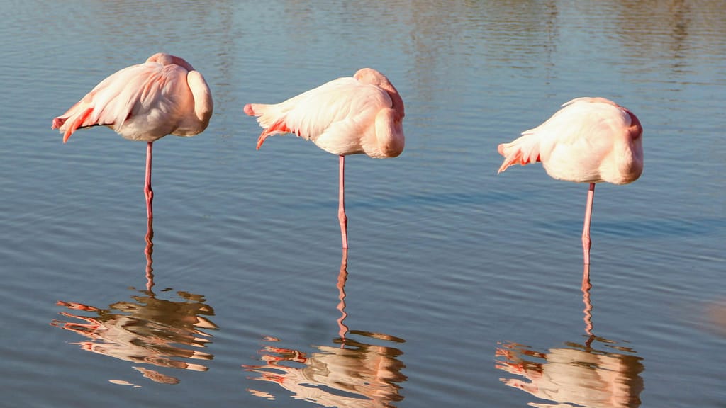 Three flamingos rest, standing on one leg. Doesn't have anything much to do with the balance is a myth blog post ... but I found it amusing.