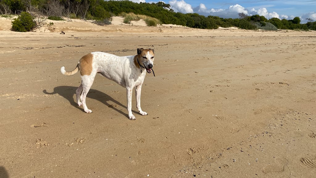 A white and tan greyhound-cross stands at the beach with a smile on her face. I swear it's a smile.