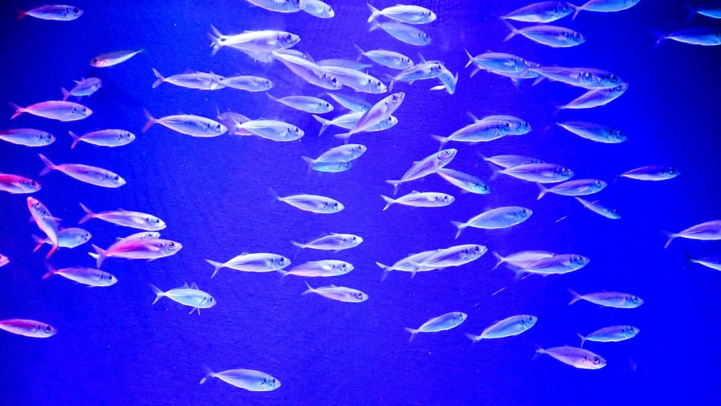 A school of fish in a collective sprint, basically the mid-November feeling in aquatic form.