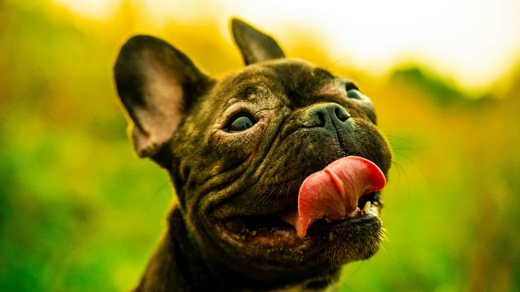 A headshot of a French bulldog that is looking up with its mouth open, tongue out and ears up. It looks like it has a happy smile on its face.