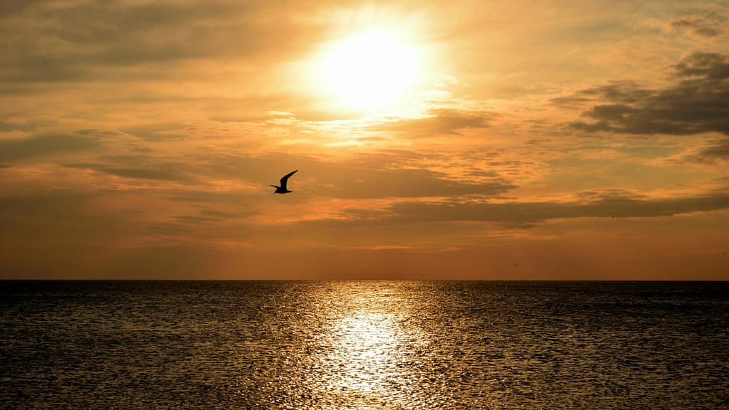 a bird flies over the ocean at sunset.