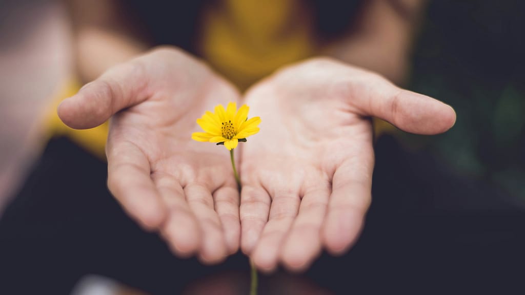 Open hands hold a small yellow flower. Like midlife core values, some things are worth holding onto.