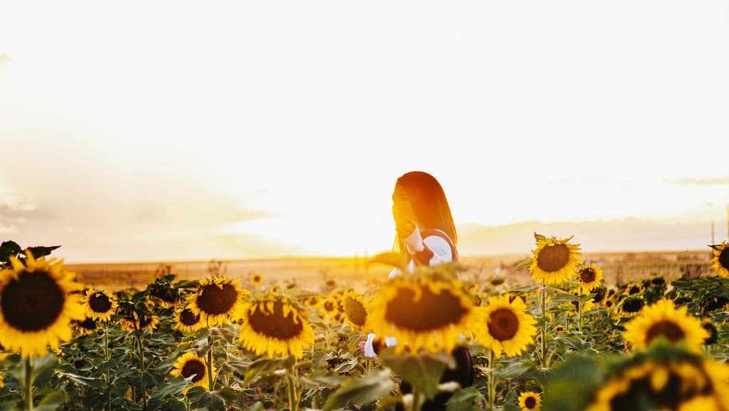 A woman walks through a field of sunflowers. She is backlit by a golden sunset.