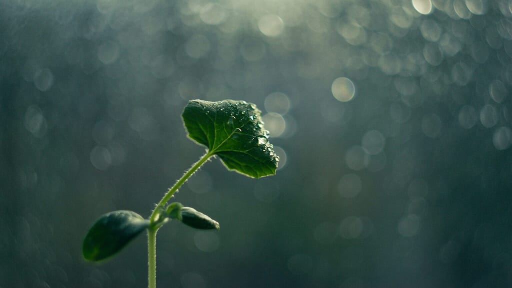 A tiny green plant, viewed from below, reaches towards the dappled sunlight.