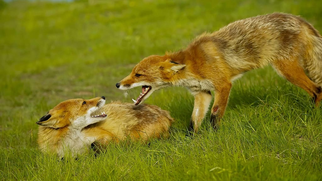 Two foxes face each other, their mouths open. They look like they're having an argument. Probably because he didn't put his plate in the dishwasher.