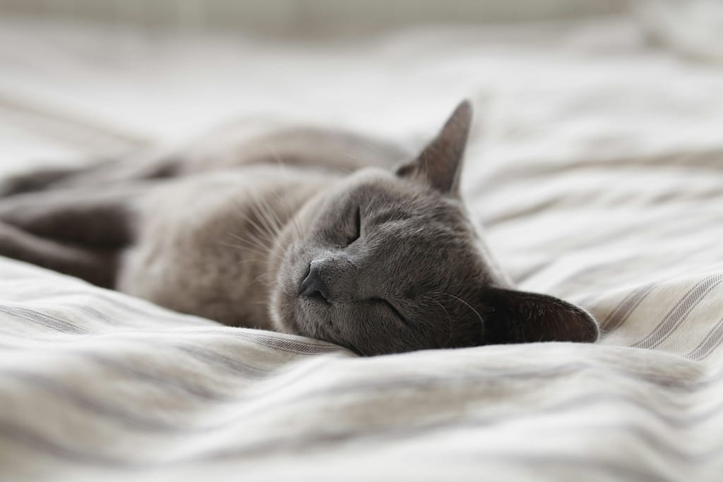A cat dozes on a bed. If only midlife sleep was this peaceful.