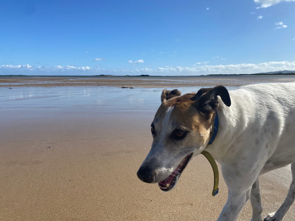 A tan and white greyhound cross on the beach. She is filled with unconditional love.
