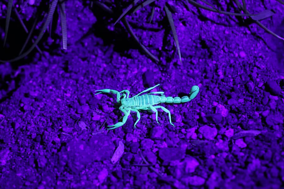 Close-up of a scorpion glowing neon green under UV light, set against a rich purple background, highlighting its intricate details and eerie beauty.
