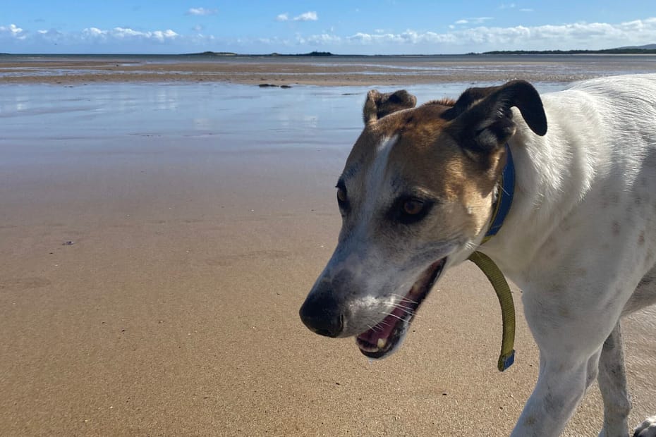 A tan and white greyhound-cross at the beach.