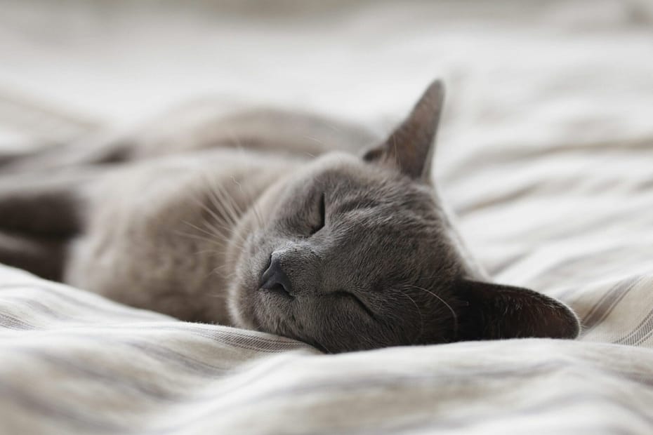 A cat dozes on a bed. If only midlife sleep was this peaceful.
