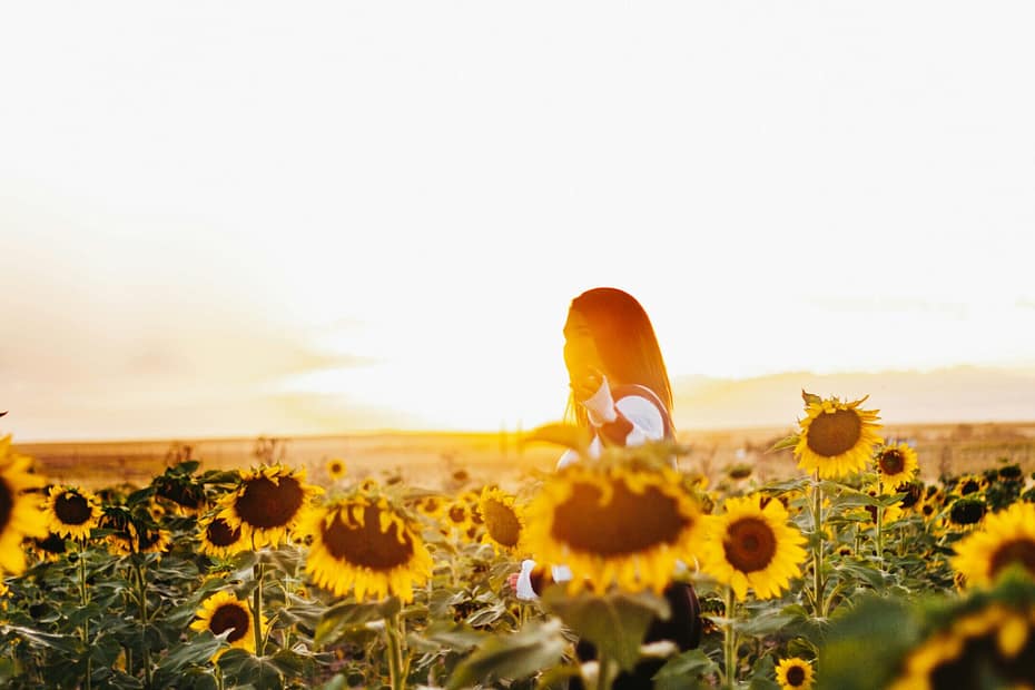 A woman walks through a field of sunflowers. She is backlit by a golden sunset.