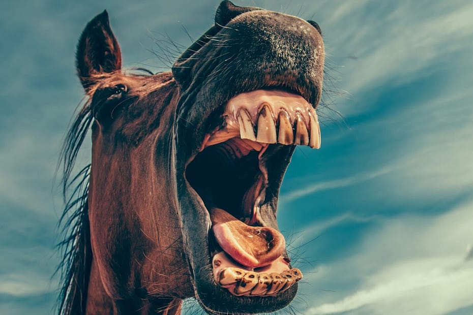 A horse with its mouth open - looks like it's yelling. Very weird.