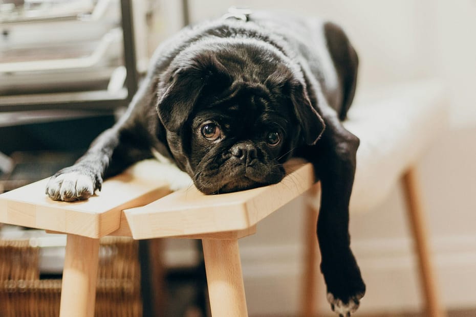 A dog lays on a chair, very relaxed. Some might say lazy. Some might say it's a dog-version of me.