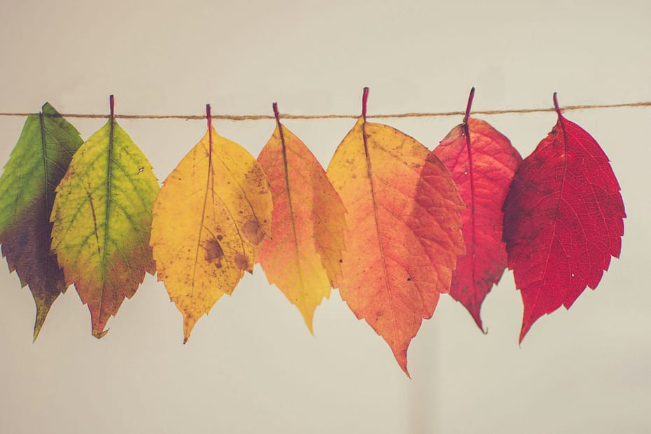 Assorted colourful paper leaves hanging from strings, suspended gently in the air - symbolising change, impermanence, and the beauty of living in progress.