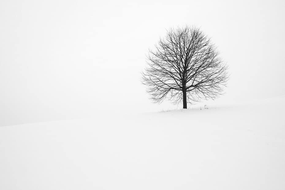 A bare tree stands alone on a snowy hill.