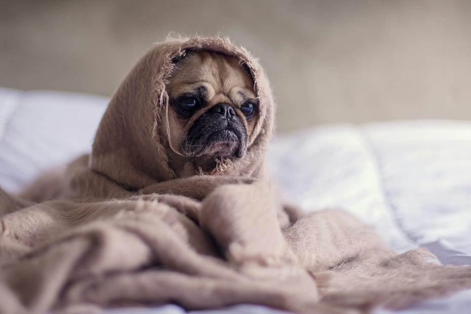 A pug on a bed, wrapped in a brown blanket. Giving strong Monday-itis vibes. We don't always need Monday motivation. Resting is okay too.