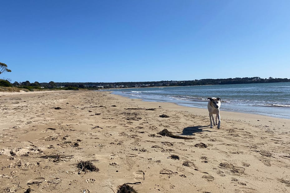 Miss Luna (dog) on the beach.