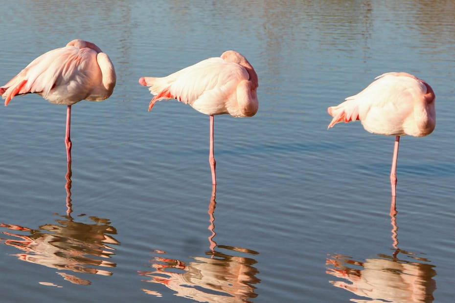 Three flamingos rest, standing on one leg. Doesn't have anything much to do with the "balance is a myth" blog post ... but I found it amusing.