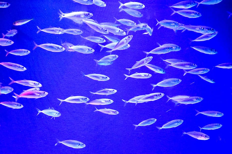 A school of fish in a collective sprint, basically the mid-November feeling in aquatic form.