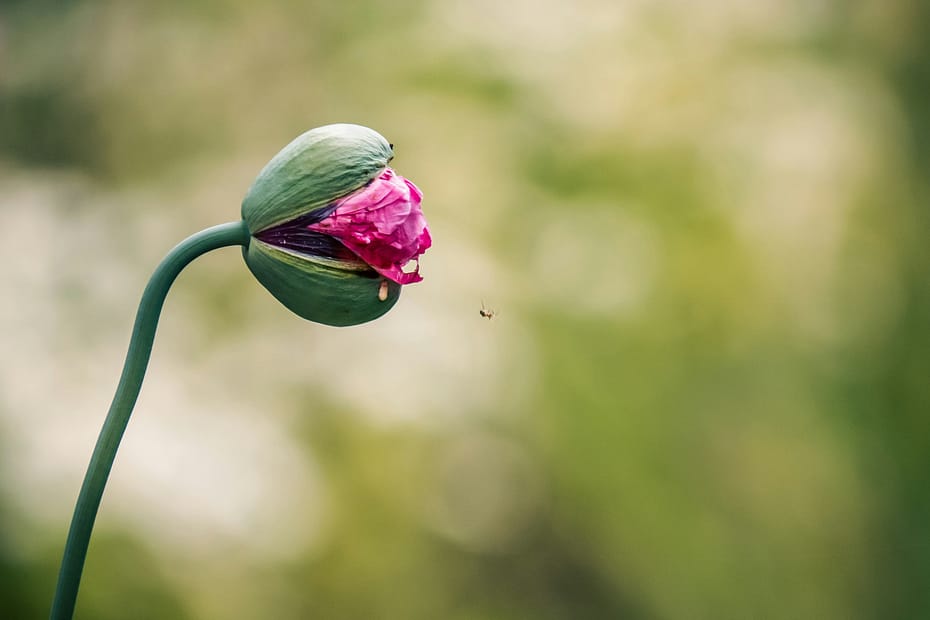 A pink flower beginning to bloom.