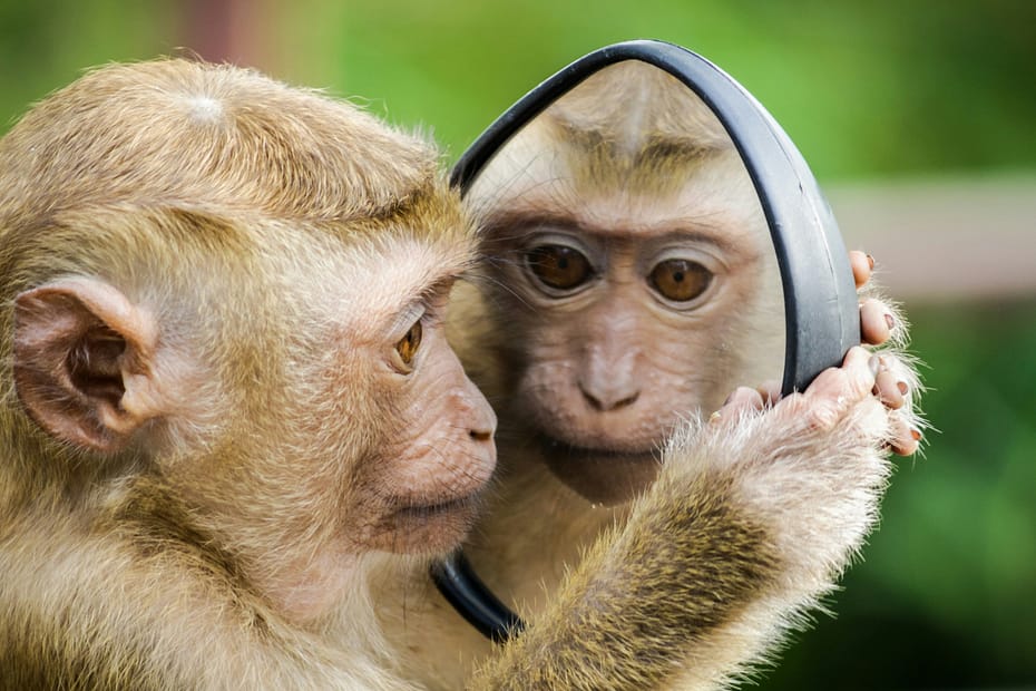 A small monkey stares at itself in a mirror.