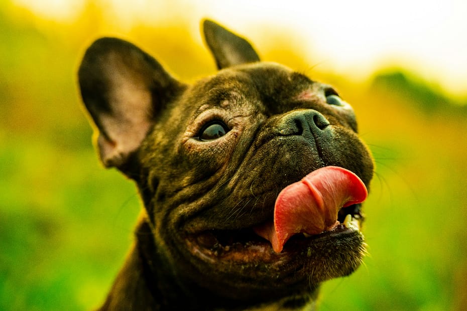 Close-up of a French bulldog with its tongue out, looking upward in a sunny, green-yellow outdoor background. It looks like it has a smile on its face.