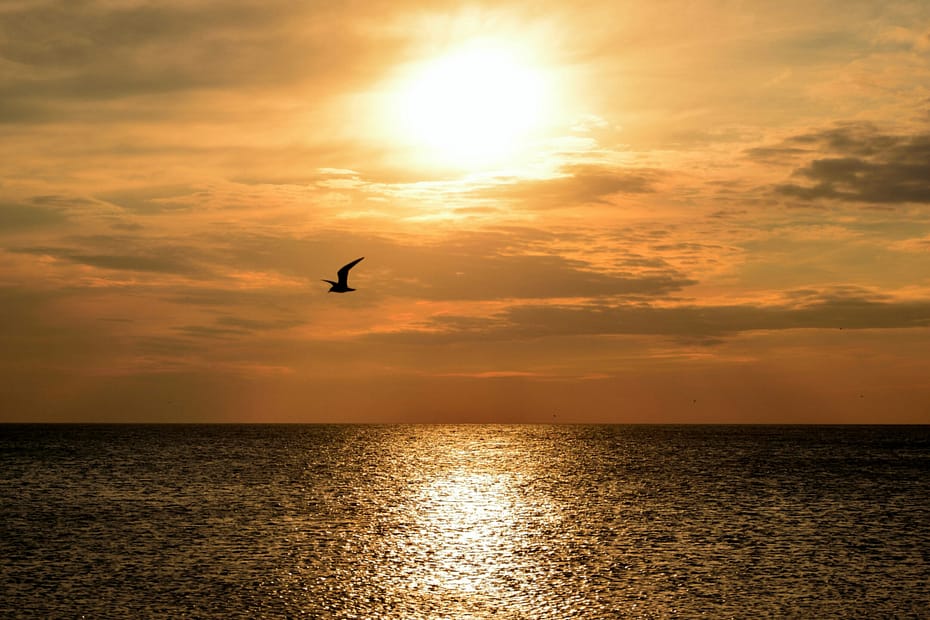 a bird flies over the ocean at sunset.
