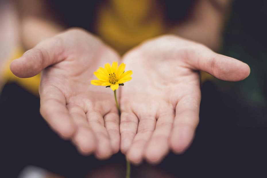open hands hold a small yellow flower.